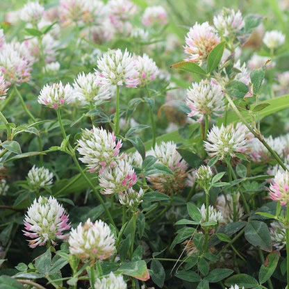 Arrowleaf Clover Seeds