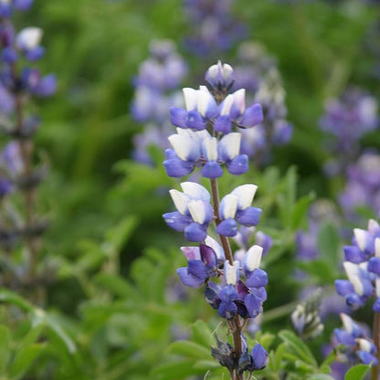 Blue Wildflower Seed Mix