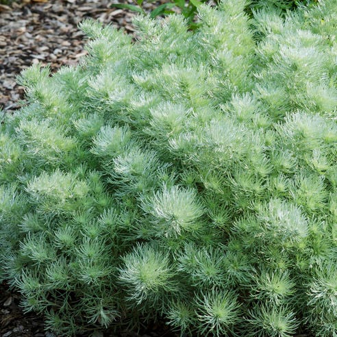 Silver Mound Artemisia