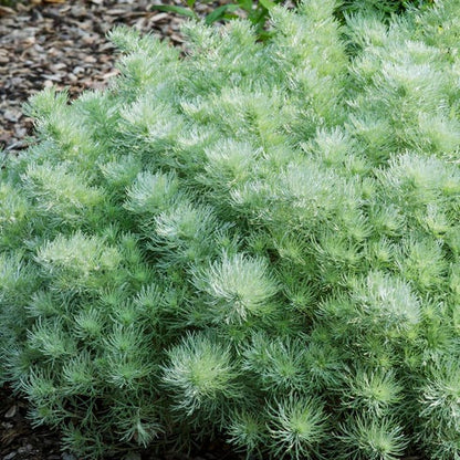 Silver Mound Artemisia