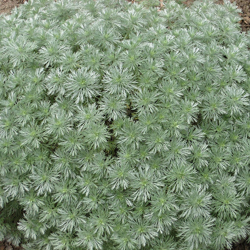 Silver Mound Artemisia