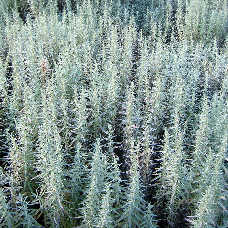 Prairie Sage Seeds