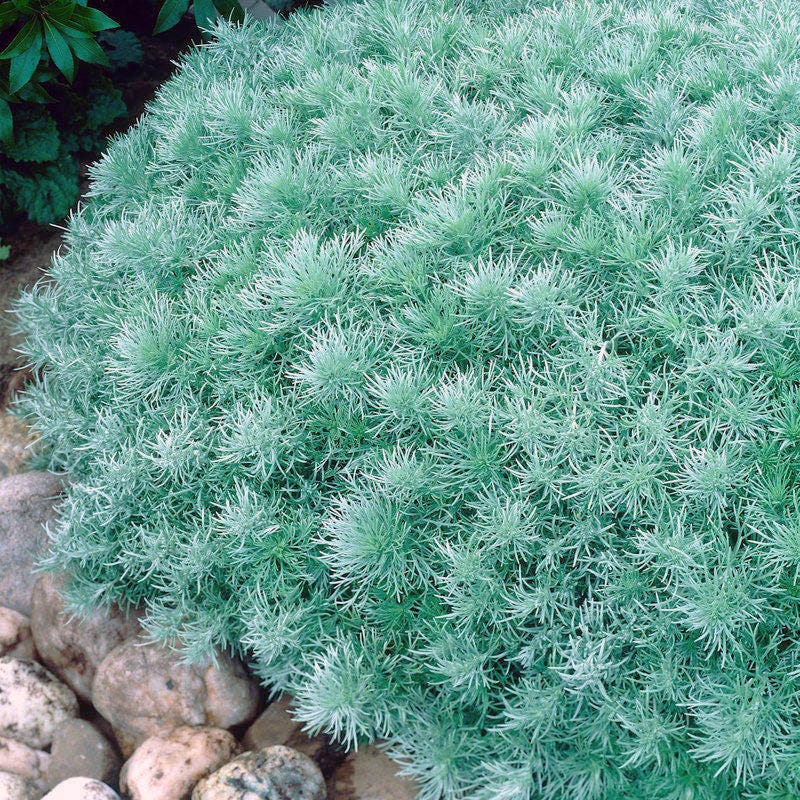 Moonlight Pre-Planned Garden