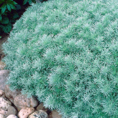 Moonlight Pre-Planned Garden