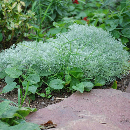Silver Mound Artemisia