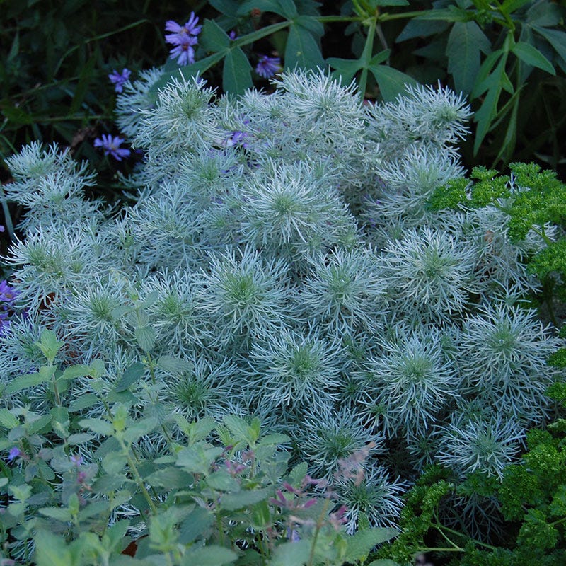 Silver Mound Artemisia