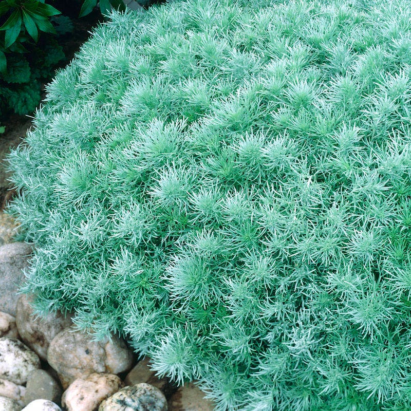 Silver Mound Artemisia