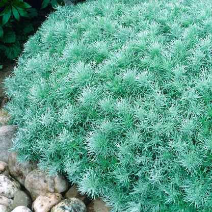 Silver Mound Artemisia