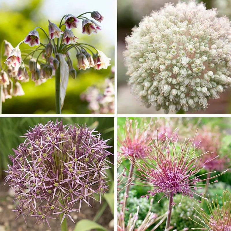 Artful Accents Allium Bulb Collection