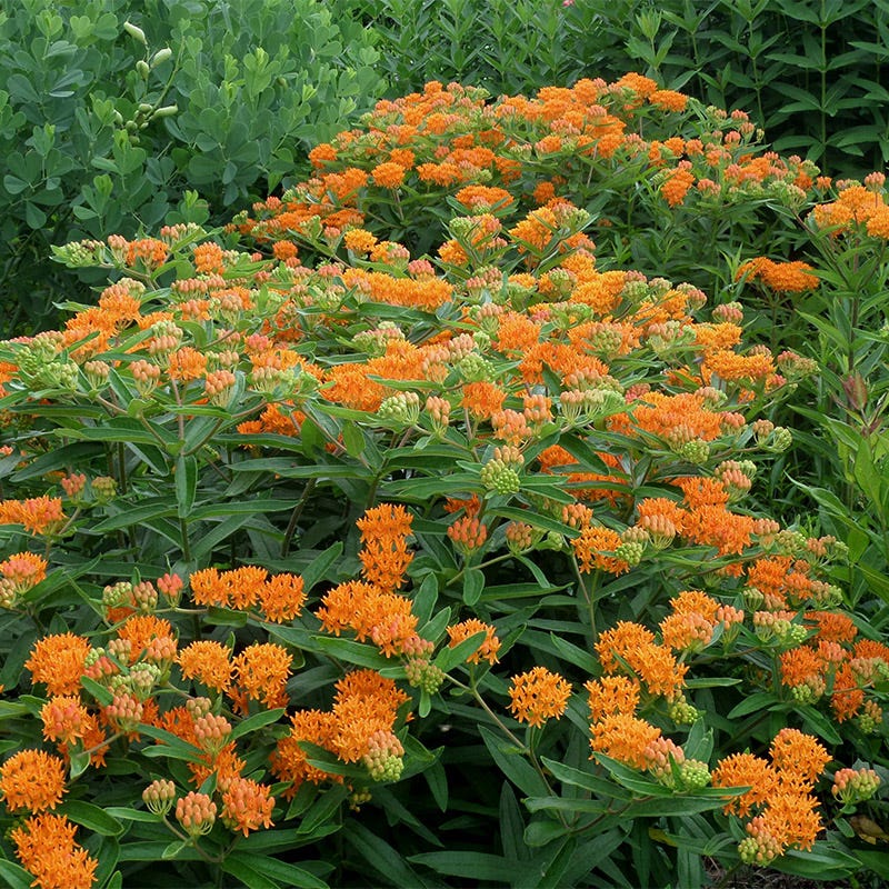 planting butterfly weed from seed Butterfly Weed Seeds