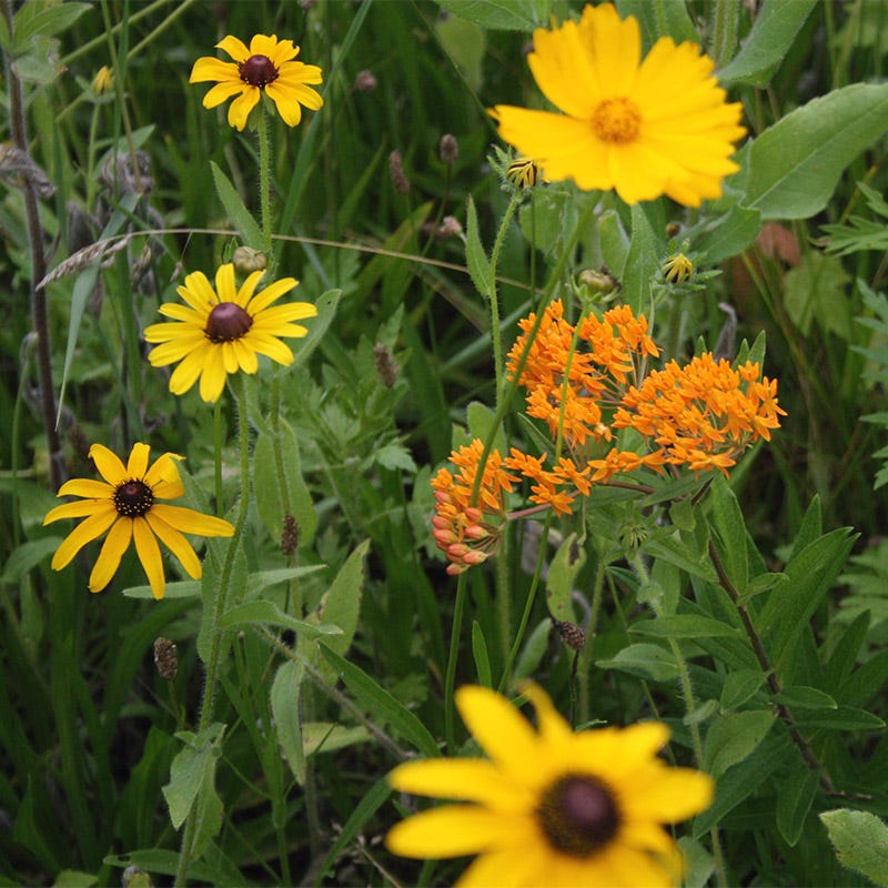 new england wildflower seeds Native Northeast Wildflower Seed Mix