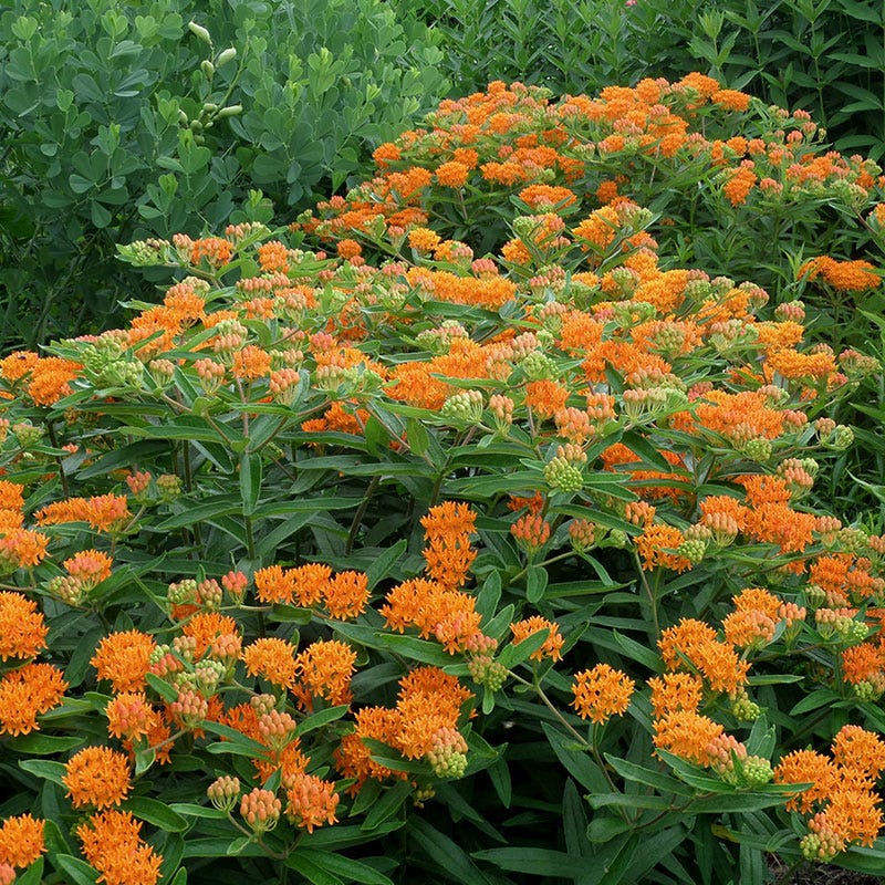 Butterfly Weed | Orange | Plant
