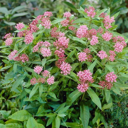 Cinderella Swamp Milkweed