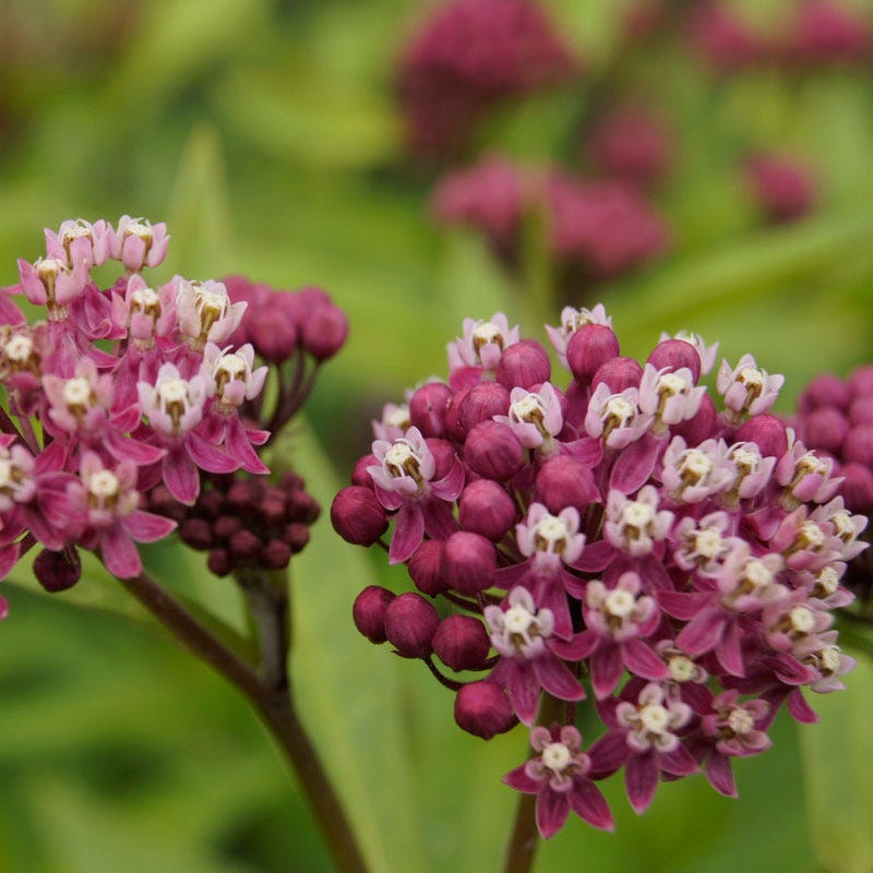 Cinderella Swamp Milkweed