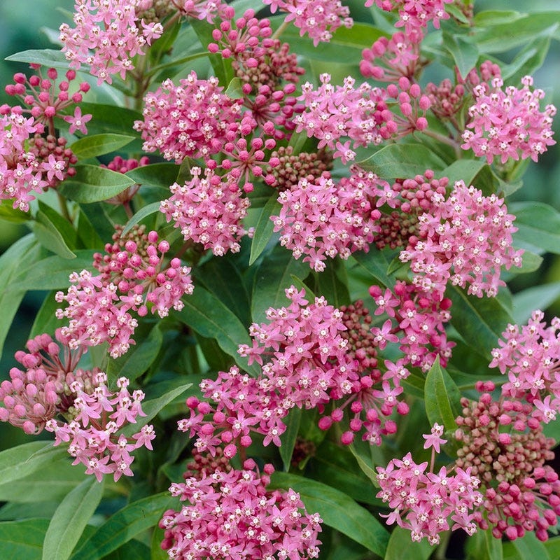 American Meadows Soulmate Swamp Milkweed