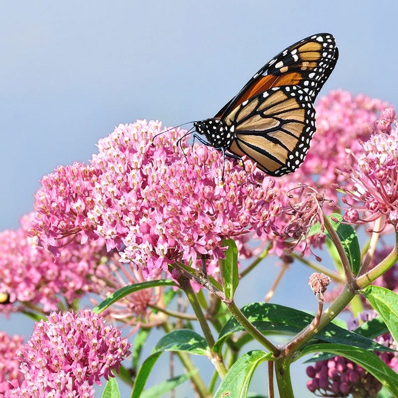 American Meadows Soulmate Swamp Milkweed - Thumbnail 4