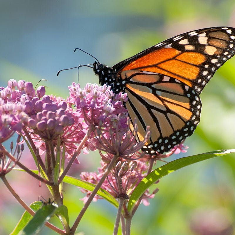 American Meadows Soulmate Swamp Milkweed - Thumbnail 2
