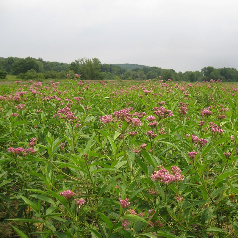 milkweed seed planting Swamp Milkweed Seeds