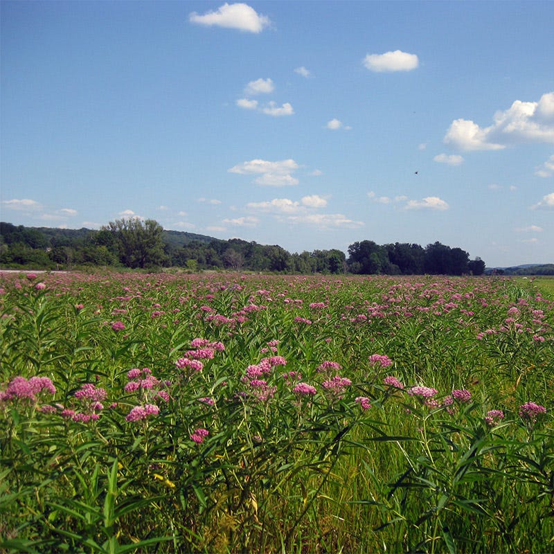 Swamp Milkweed Seeds