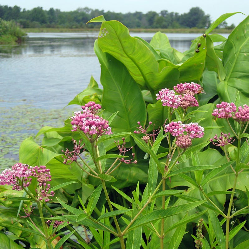 milkweed from seed to flower Swamp Milkweed Seeds