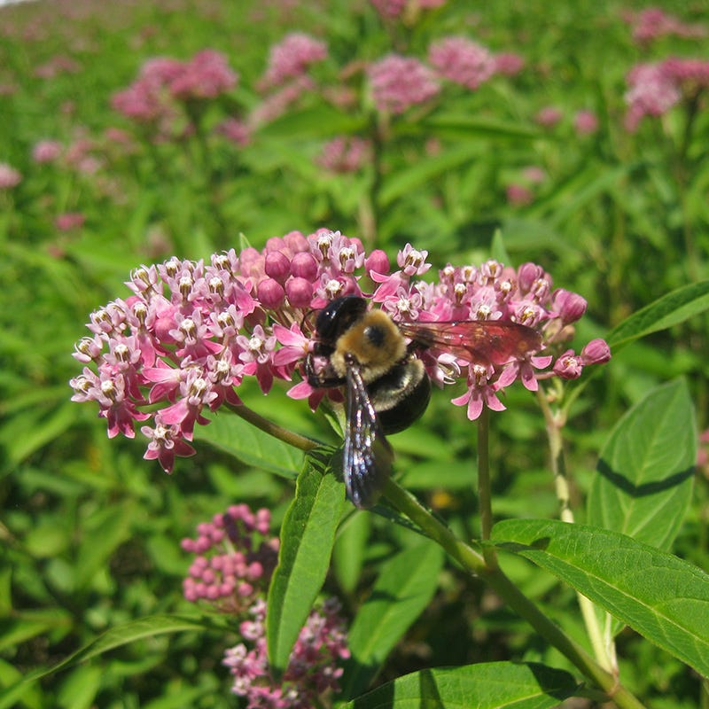 Milkweed Seed Packet Collection