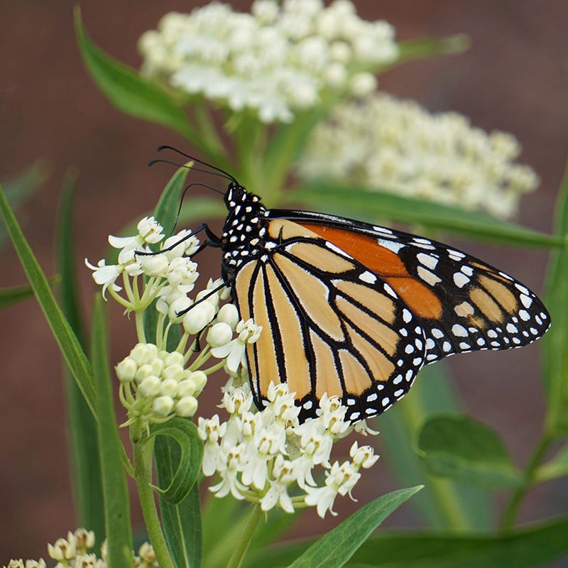 Ice Ballet Swamp Milkweed - Thumbnail 2