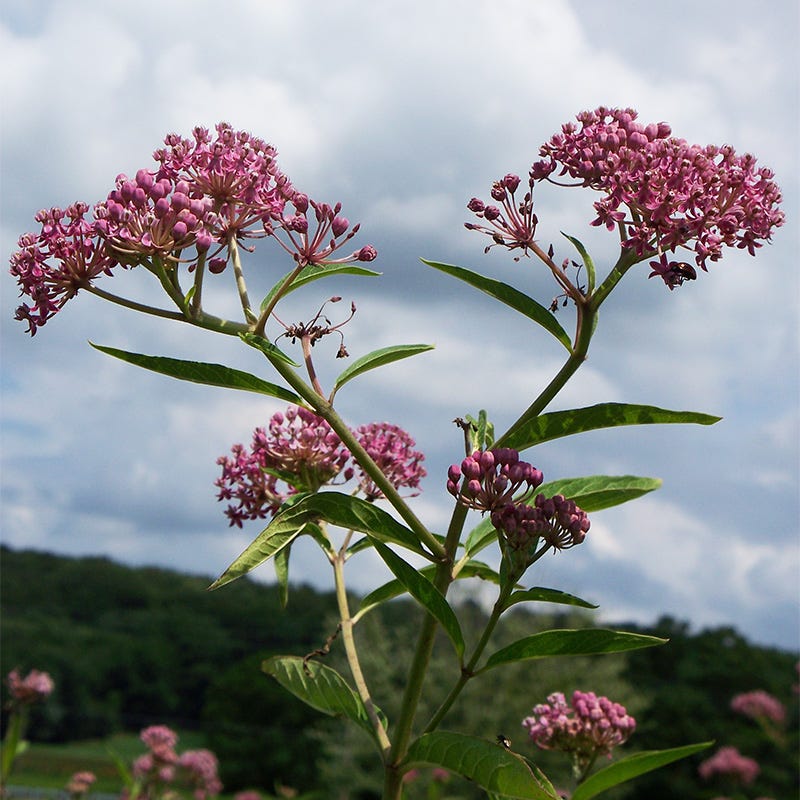 planting swamp milkweed seeds Swamp Milkweed Seeds | Pink