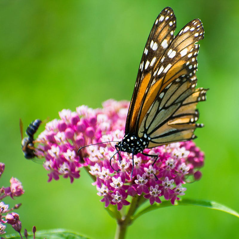 Cinderella Swamp Milkweed - Thumbnail 3