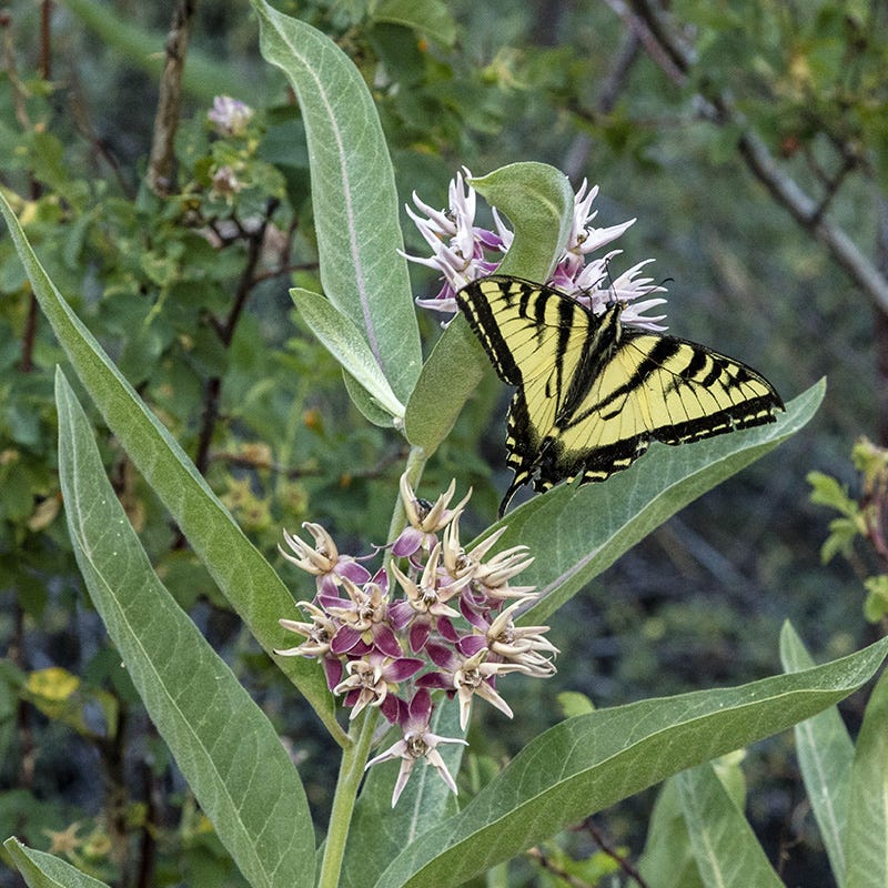 Showy Milkweed