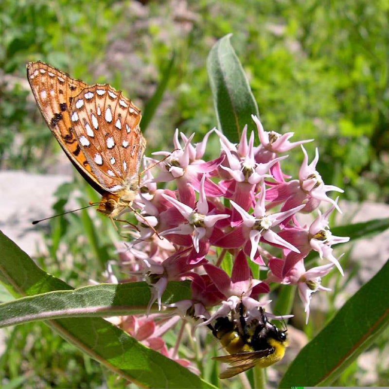 Showy Milkweed