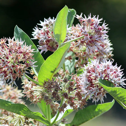 Showy Milkweed