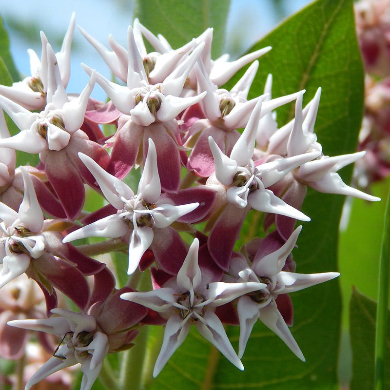Showy Milkweed