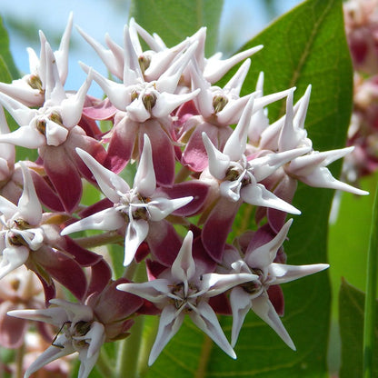 Showy Milkweed