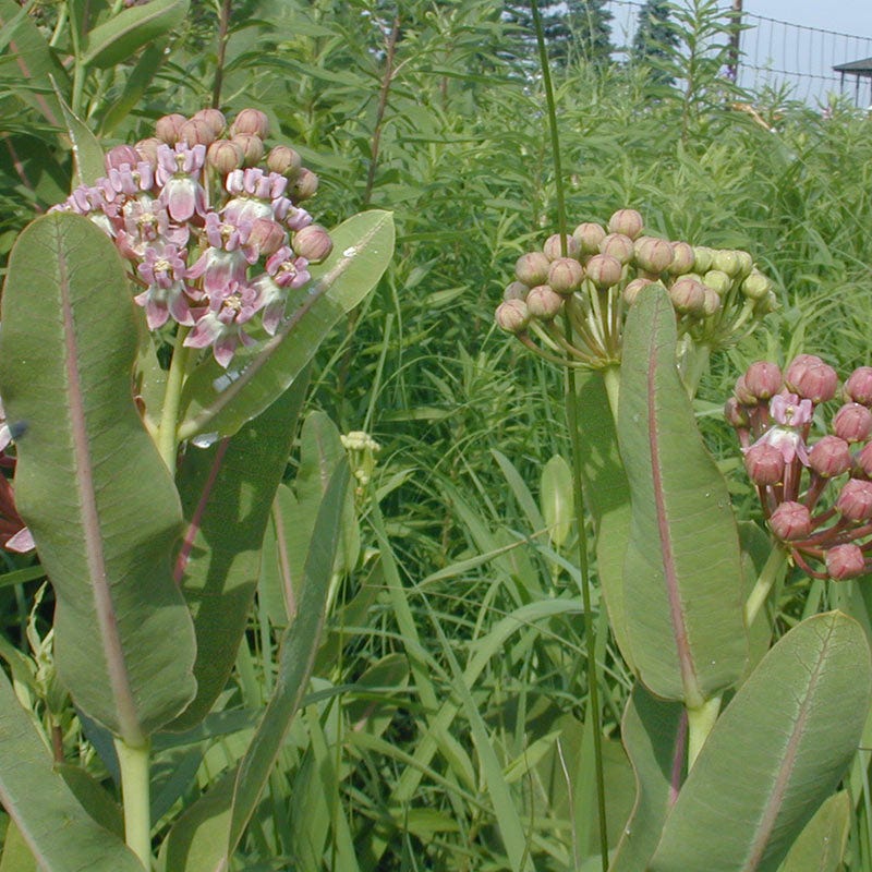 Prairie Milkweed Seeds