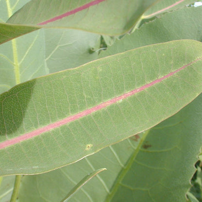 Prairie Milkweed Seeds