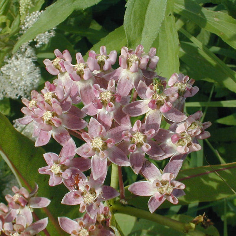 Prairie Milkweed