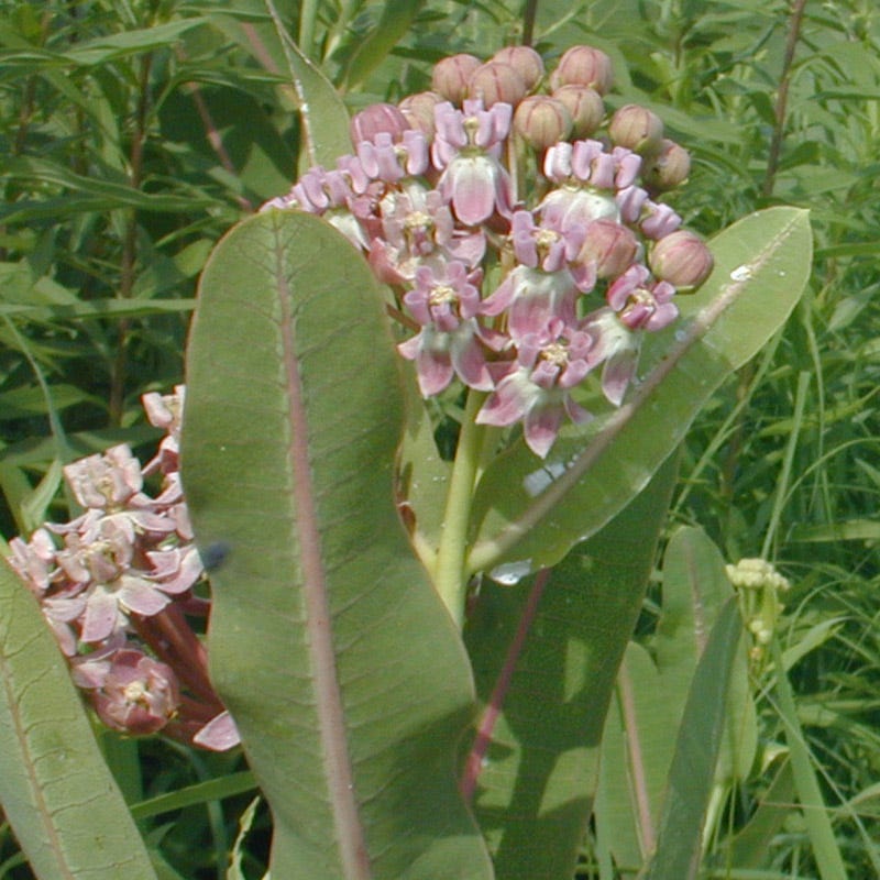 Prairie Milkweed