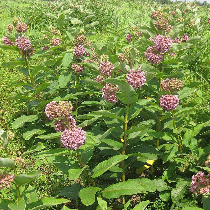 Common Milkweed Seeds