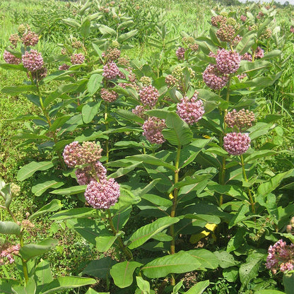Common Milkweed Seeds