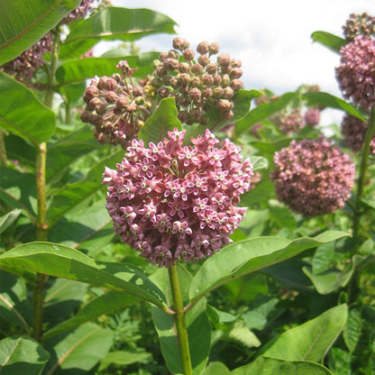 Common Milkweed Seeds