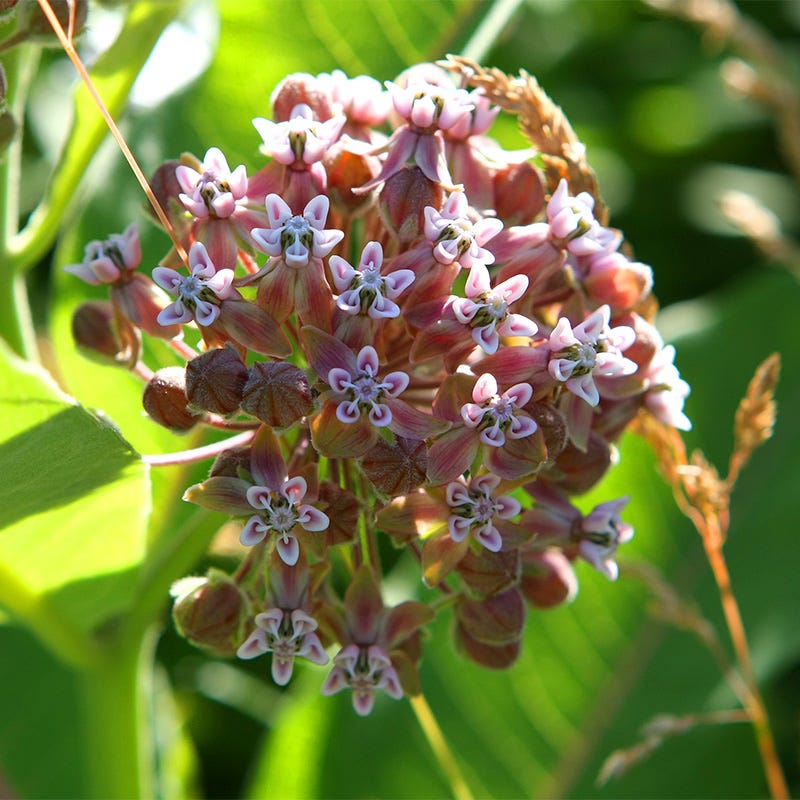 Common Milkweed Seeds
