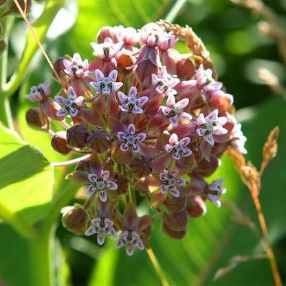 Common Milkweed Seeds