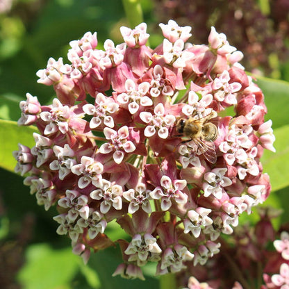 Common Milkweed