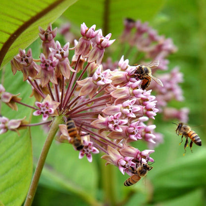 Milkweed Seed Packet Collection