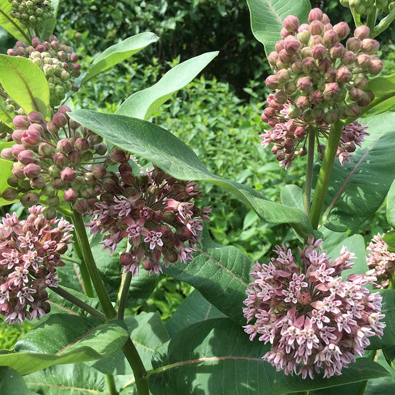 Common Milkweed