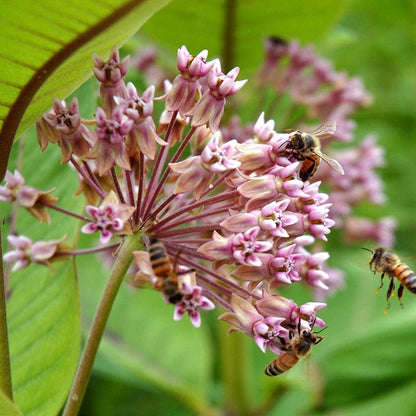 Common Milkweed Seeds