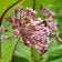 Common Milkweed Seeds|Pink Common Milkweed Seeds, Asclepias syriaca