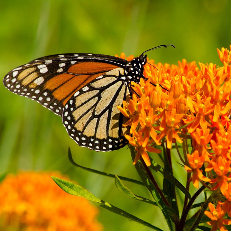 Milkweed Seed Packet Collection
