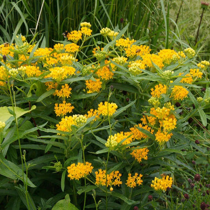 Hello Yellow Butterfly Weed