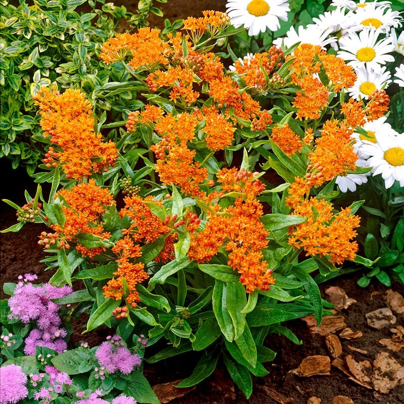 butterfly plant indoor or outdoor Butterfly Weed | Orange | Plant